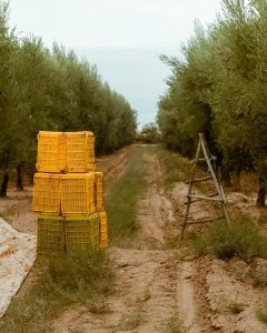 Tiempo-de-Cosecha-en-Pan-y-Oliva-05